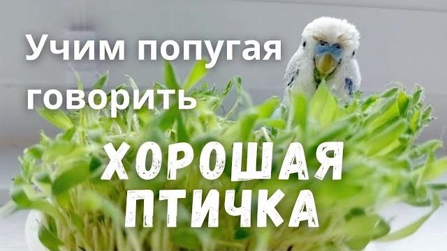 Учим попугая говорить "Хорошая птичка" Учим попугая говорить "Хорошая птичка"