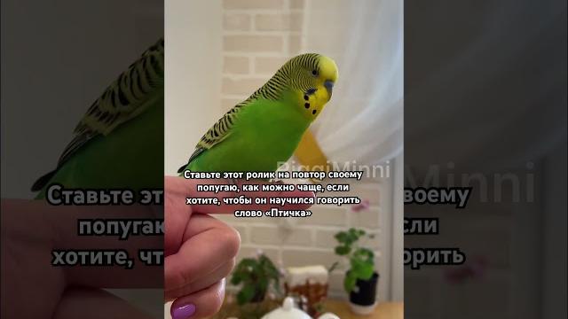 Учим попугая говорить слово «Птичка» #рек #birds #parrot #budgies #pets #teaching #учить #cute Учим попугая говорить слово «Птичка» #рек #birds #parrot #budgies #pets #teaching #учить #cute