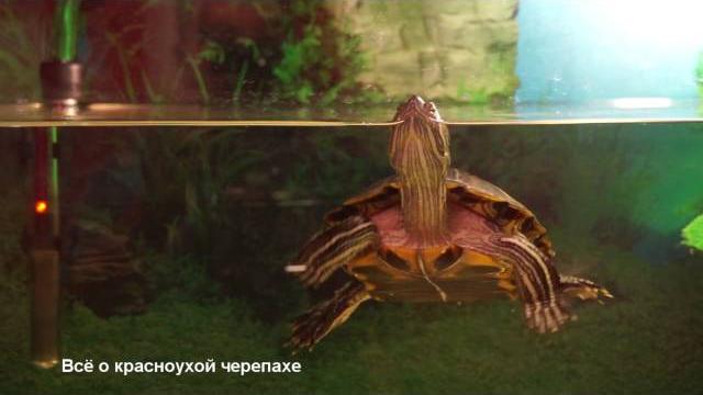 Обращение нашей черепашки к подписчикам! Обращение нашей черепашки к подписчикам!