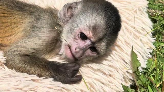 МОРЕ МИЛОТЫ! Наш Финик-скороход уже прилично двигается, а Анфиса бегает за Владом как собачка) МОРЕ МИЛОТЫ! Наш Финик-скороход уже прилично двигается, а Анфиса бегает за Владом как собачка)