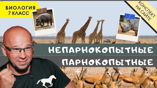 Парнокопытные и Непарнокопытные животные. Биология 7 класс. Отряды млекопитающих. Семейства. ЕГЭ Парнокопытные и Непарнокопытные животные. Биология 7 класс. Отряды млекопитающих. Семейства. ЕГЭ