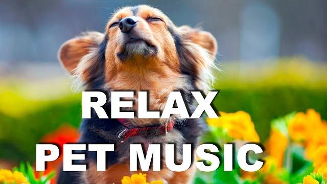 Best relaxing music for dogs to sleep Best relaxing music for dogs to sleep
