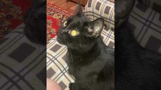 прикольное видео с чёрным котом️ прикольное видео с чёрным котом️