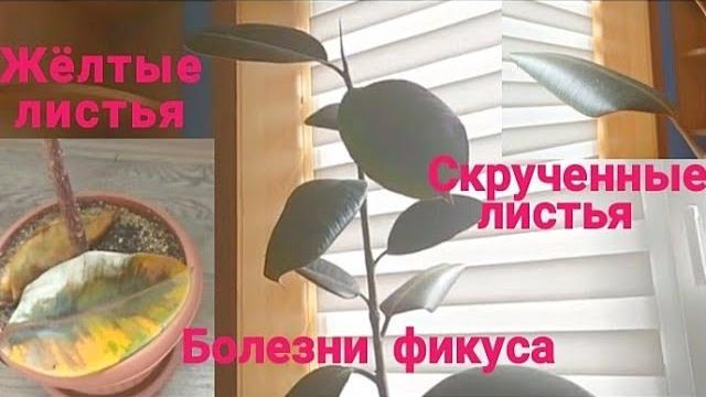 Заболевания листьев фикуса каучуконосгого. Заболевания листьев фикуса каучуконосгого.