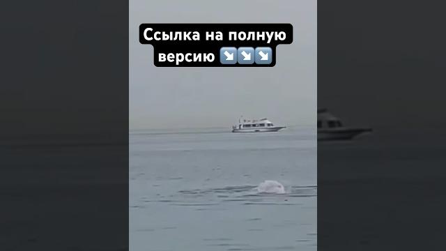 Акула напала на русского в Хургаде 8 июня 2023 Акула напала на русского в Хургаде 8 июня 2023