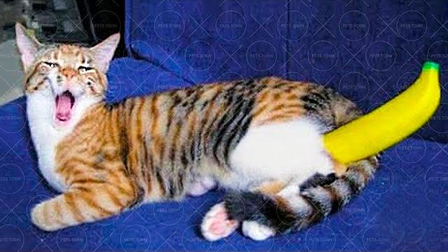 БЕССТЫЖИЕ ЖИВОТНЫЕ ПРИКОЛЫ ПРО КОТОВ И СОБАК 2021 БЕССТЫЖИЕ ЖИВОТНЫЕ ПРИКОЛЫ ПРО КОТОВ И СОБАК 2021