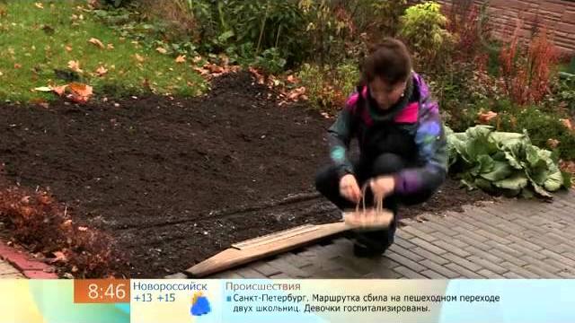 Как посадить чеснок под зиму Как посадить чеснок под зиму