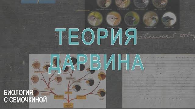 Теория Дарвина Теория Дарвина