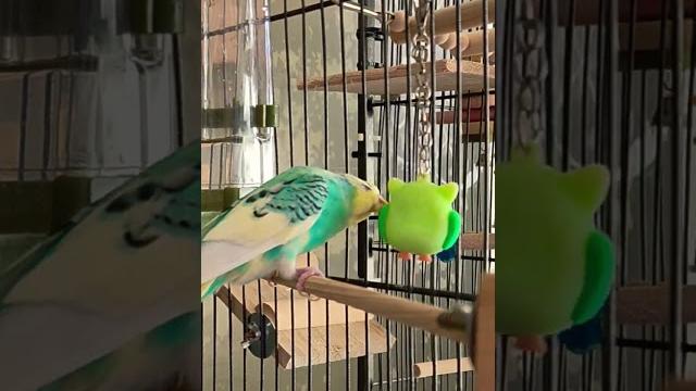 #vlog #video #birds #parrot #youtubeshorts #budgies #parakeet #смех #позитив #like #попугай #cute #vlog #video #birds #parrot #youtubeshorts #budgies #parakeet #смех #позитив #like #попугай #cute
