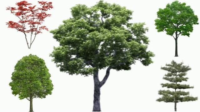 We study trees. Trees for children. We study trees. Trees for children.