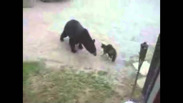 Сats scare bears - Кошки пугают медведей Сats scare bears - Кошки пугают медведей