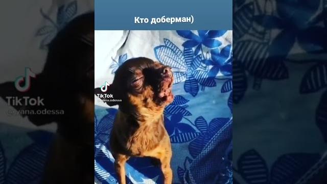Кто доберман Кто доберман