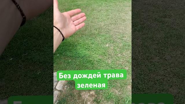 Как ухаживать за травой. Всегда зеленая трава. #shortvideo #travel #turkey #траваудома #путешествия Как ухаживать за травой. Всегда зеленая трава. #shortvideo #travel #turkey #траваудома #путешествия