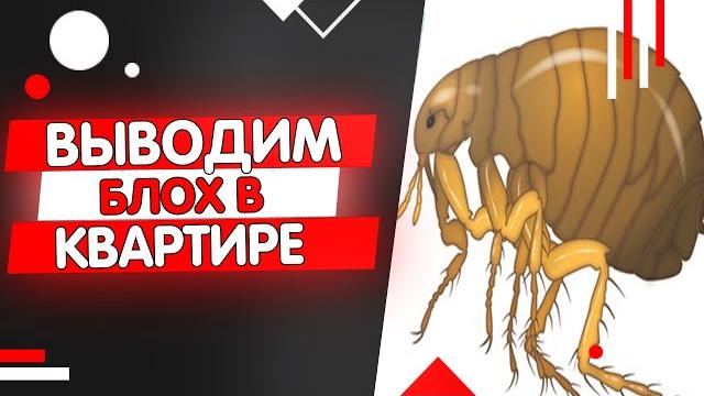 КАК ВЫВЕСТИ БЛОХ ИЗ ДОМА И КВАРТИРЫ БЫСТРО КАК ВЫВЕСТИ БЛОХ ИЗ ДОМА И КВАРТИРЫ БЫСТРО