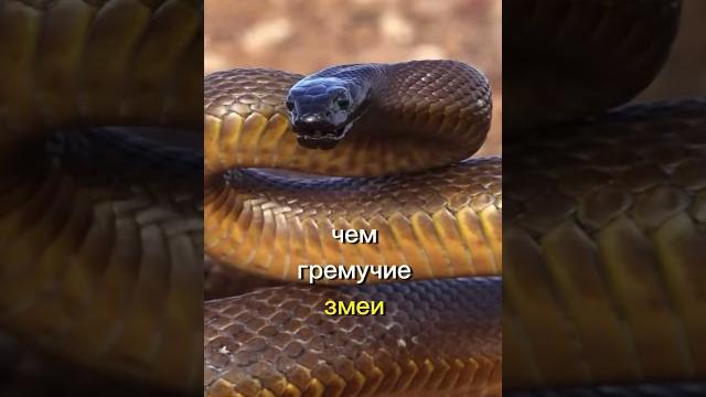 Тайпан:жестокая змея. #природа #животные#змея. Тайпан:жестокая змея. #природа #животные#змея.