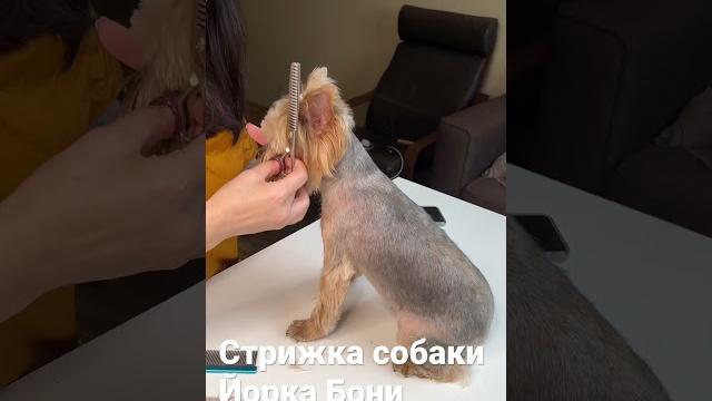 Стрижка собаки Йорка Бони.#йорк#стрижкасобак Стрижка собаки Йорка Бони.#йорк#стрижкасобак