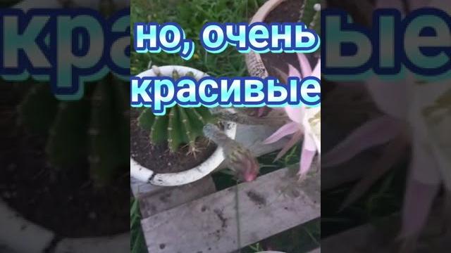ЦВЕТЕНИЕ КАКТУСОВ ЦВЕТЕНИЕ КАКТУСОВ