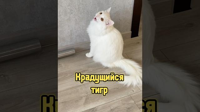 Крадущийся тигр #питомцы #кот #собака #кошка #щенок Крадущийся тигр #питомцы #кот #собака #кошка #щенок