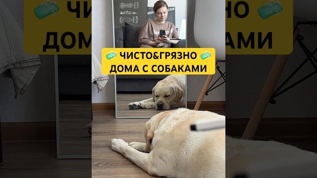 Для уборки пола в доме с животными 🫧 217340014 #уборка #чистотавдоме #собаки #лабрадор #лабрик Для уборки пола в доме с животными 🫧 217340014 #уборка #чистотавдоме #собаки #лабрадор #лабрик