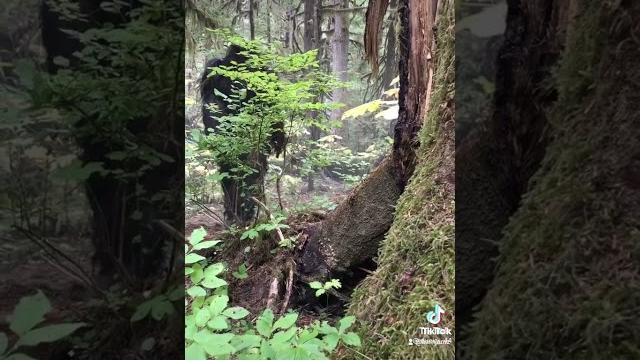 BIGFOOT CAUGHT ON CAMERA! 2021! BEST VIDEO FOOTAGE EVER! 4K! YETI! SASQUATCH! AUTHENTIC, REAL BIGFOOT CAUGHT ON CAMERA! 2021! BEST VIDEO FOOTAGE EVER! 4K! YETI! SASQUATCH! AUTHENTIC, REAL