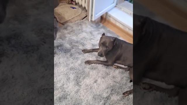 #питбуль #Как думаете кто это сделал ?#apbt # #pitbulllove#крым #shorts #рекомендации #топ #видео #питбуль #Как думаете кто это сделал ?#apbt # #pitbulllove#крым #shorts #рекомендации #топ #видео