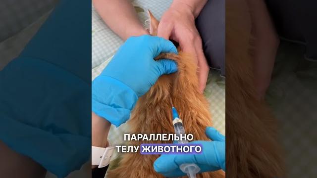 Как сделать подкожный укол в домашних условиях#vet #animal #животные #ветеринар #алматы Как сделать подкожный укол в домашних условиях#vet #animal #животные #ветеринар #алматы