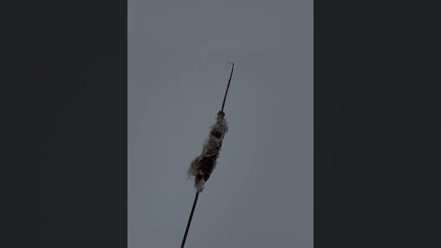 У всех любовь, а у меня камыш У всех любовь, а у меня камыш