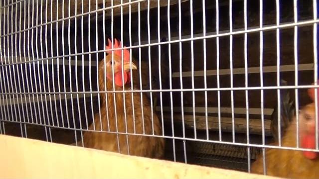 КОГДА ПЕТУХ НАЧИНАЕТ ТОПТАТЬ КУР КОГДА ПЕТУХ НАЧИНАЕТ ТОПТАТЬ КУР