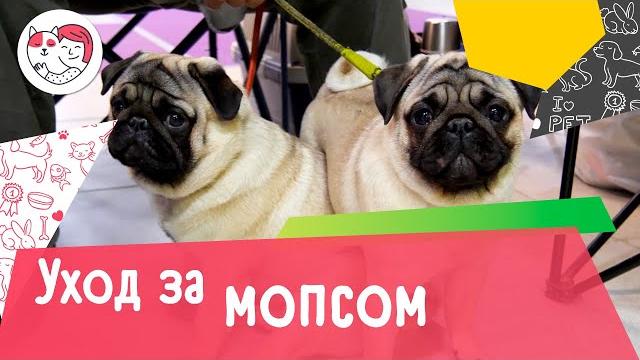 5 особенностей ухода за мопсом 5 особенностей ухода за мопсом