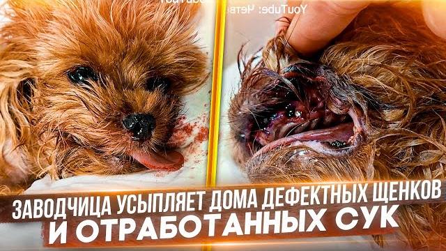 Йорик с гнилыми зубами от заводчицы на КМВ, которая делает на них деньги, а дефектных усыпляет дома. Йорик с гнилыми зубами от заводчицы на КМВ, которая делает на них деньги, а дефектных усыпляет дома.