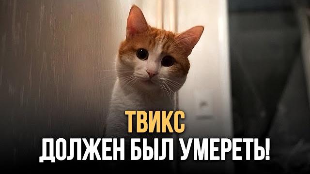 Почему кот ТВИКС должен был умереть? №01 Почему кот ТВИКС должен был умереть? №01