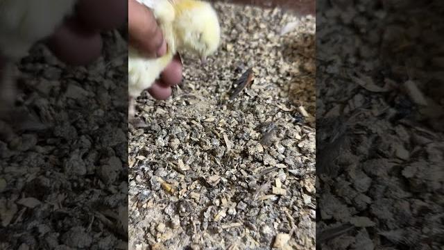Another bad day - found dead chick inside brooder Another bad day - found dead chick inside brooder