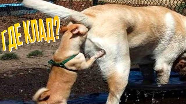 Я РЖАЛ ПОЛЧАСА. Смешные Коты и Собаки. ПРИКОЛЫ С ЖИВОТНЫМИ 5.0 Я РЖАЛ ПОЛЧАСА. Смешные Коты и Собаки. ПРИКОЛЫ С ЖИВОТНЫМИ 5.0