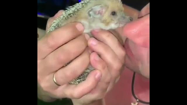 Прикол с ёжиком Прикол с ёжиком