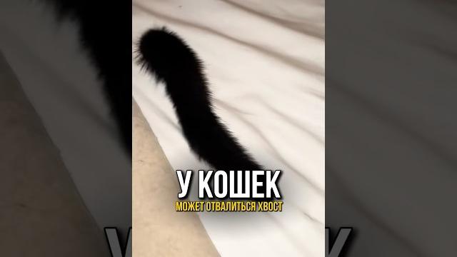 А вы знали что у кота может отвалиться хвост? А вы знали что у кота может отвалиться хвост?