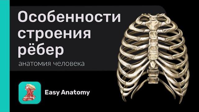 Анатомия рёбер | Типичное строение рёбра Анатомия рёбер | Типичное строение рёбра