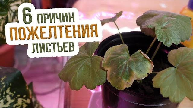 Почему желтеют листья у комнатных растений? Сохнут листья у комнатных цветов - ЧТО ДЕЛАТЬ? Почему желтеют листья у комнатных растений? Сохнут листья у комнатных цветов - ЧТО ДЕЛАТЬ?