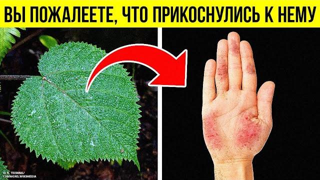 Коварное растение, ожог которого не заживает годами Коварное растение, ожог которого не заживает годами