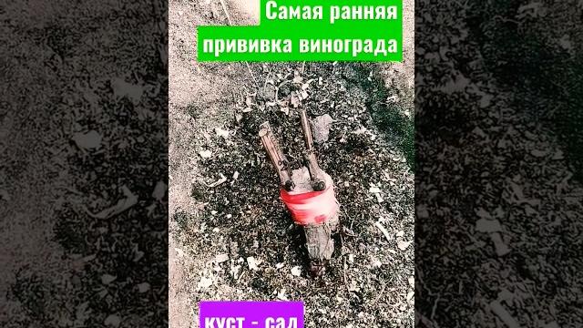 Самая ранняя прививка винограда в штамб (куст-сад) #прививка #виноград #врасщеп #вштамб #виноградник Самая ранняя прививка винограда в штамб (куст-сад) #прививка #виноград #врасщеп #вштамб #виноградник