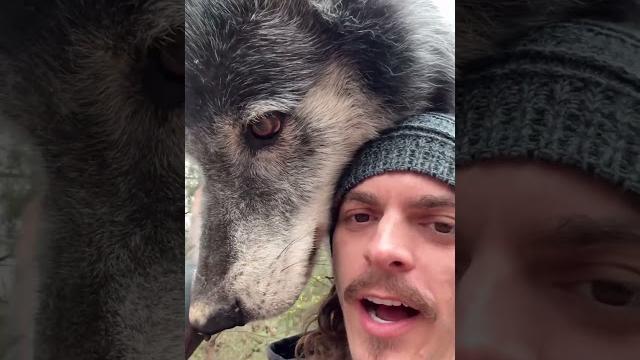Being Friends with a Wolf Being Friends with a Wolf