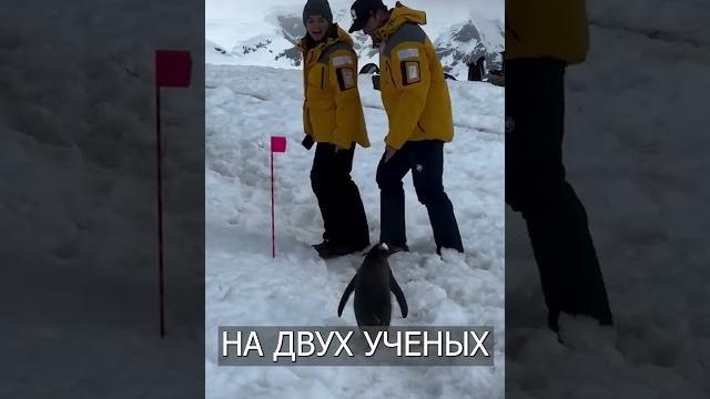 Самый вежливый ПИНГВИН живет в Антарктиде Самый вежливый ПИНГВИН живет в Антарктиде