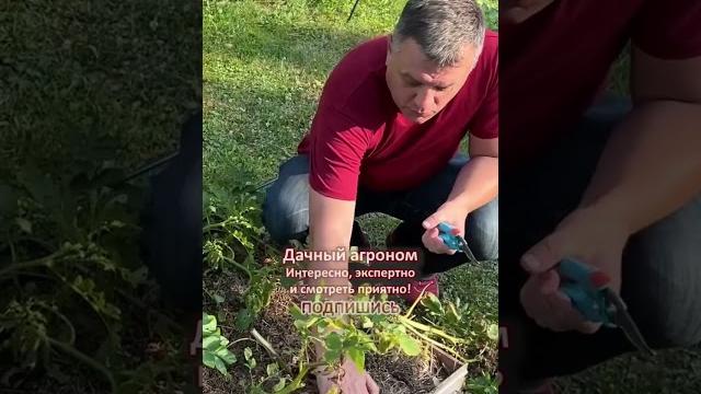 КАРТОФЕЛЬ ПОД СОЛОМОЙ Подготовка к уборке КАРТОФЕЛЬ ПОД СОЛОМОЙ Подготовка к уборке
