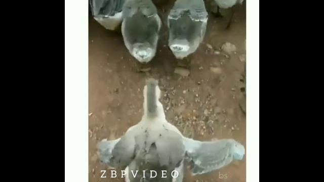 прикол с гусем прикол с гусем