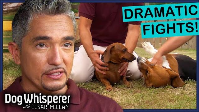 Top 5 Most Intense Dog Showdowns | Dog Whisperer Compilation Top 5 Most Intense Dog Showdowns | Dog Whisperer Compilation