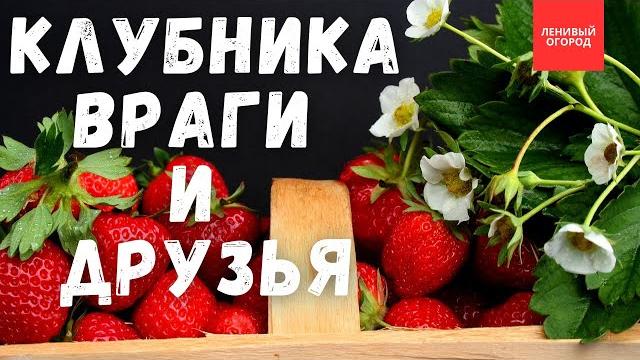 Клубника для ленивых | Большой урожай клубники гарантирован | Органическое выращивание клубники Клубника для ленивых | Большой урожай клубники гарантирован | Органическое выращивание клубники