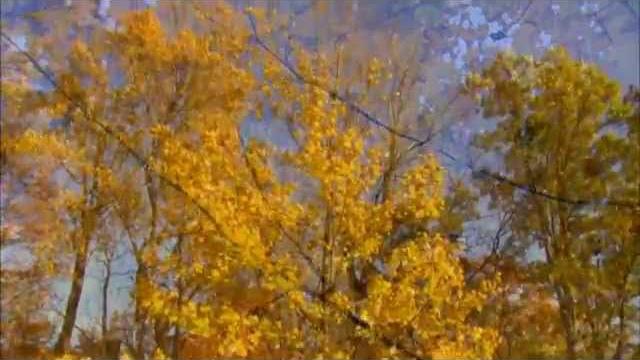 Природа, осень, лес. Стоковое видео. Природа, осень, лес. Стоковое видео.