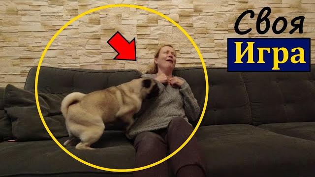 МОПС, смешное видео. СМОТРИ !!! МОПС, смешное видео. СМОТРИ !!!