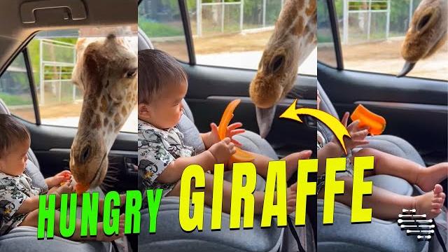Giraffe Got Its Head Inside a Car as Baby and Mom Hand Feeds It Giraffe Got Its Head Inside a Car as Baby and Mom Hand Feeds It