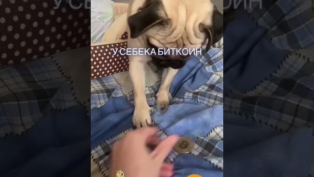 У СЕБЕКА БИТКОИН. КОНЕЦ БЕДНОЙ ЖИЗНИ! СЕБЕК МОПС ПОДПИШИСЬ / SUBSCRIBE #shorts #tiktok #youtube У СЕБЕКА БИТКОИН. КОНЕЦ БЕДНОЙ ЖИЗНИ! СЕБЕК МОПС ПОДПИШИСЬ / SUBSCRIBE #shorts #tiktok #youtube