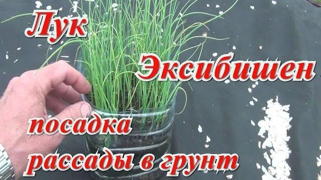 Сажаем лук Эксибишен на грядку. Сажаем лук Эксибишен на грядку.